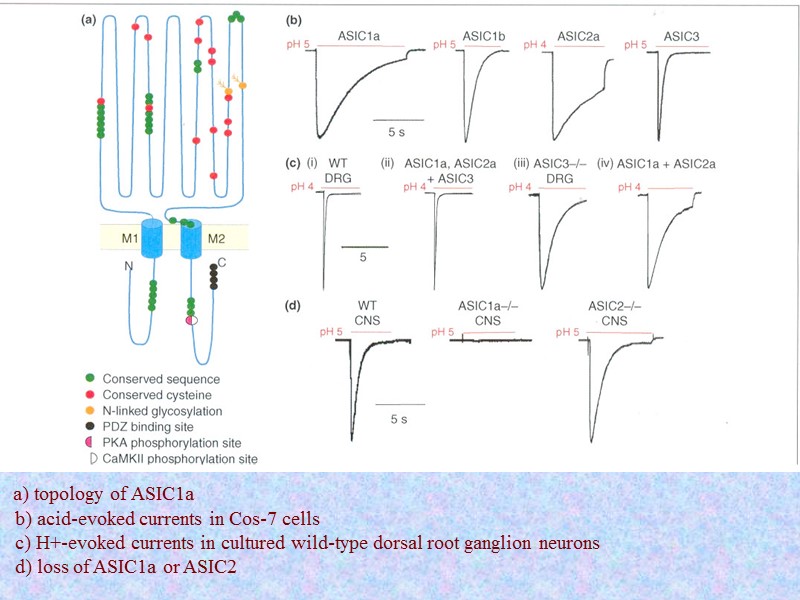 a) topology of ASIC1a    b) acid-evoked currents in Cos-7 cells 